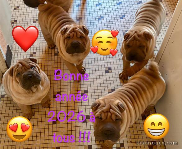Dons bébé chiot shar pei a donner 