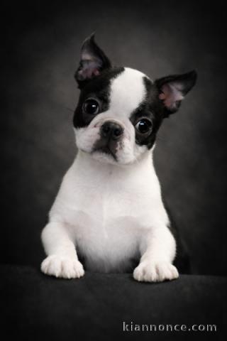 Magnifique chiot boston terrier femelle a donner 