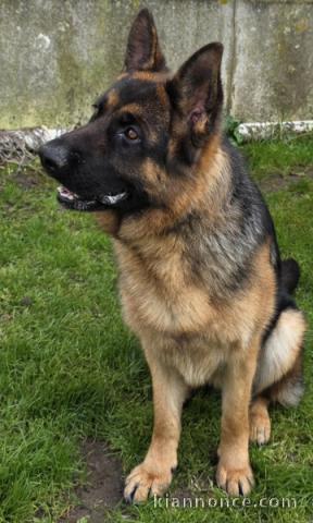 Je donne chiot berger allemand 