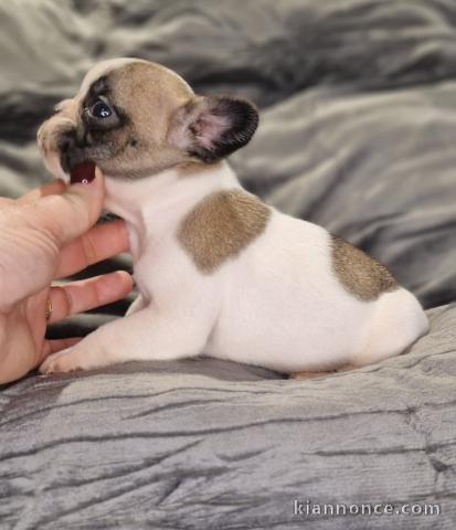chiot type bouledogue français à donner mâle 
