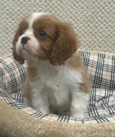 Bébé chiot cavalier king charle femelle a donner 