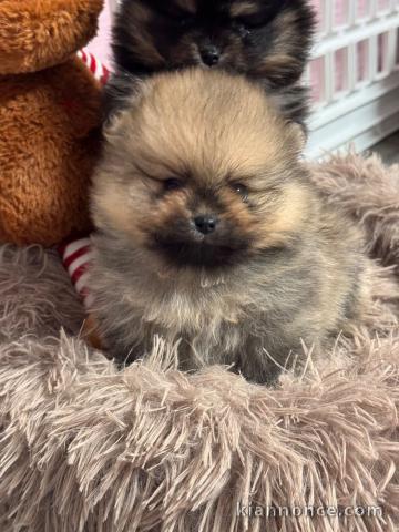 Je donne chiot spitz allemand 