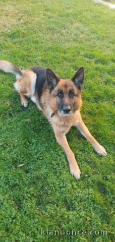 Je chiot berger allemand disponible 