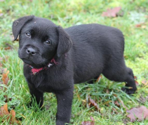 Chiot labrador retriever mâle a donner 