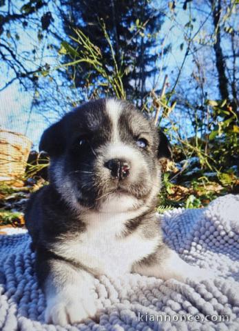 Je donne chiot labrador retriever 