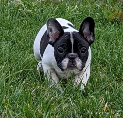 Magnifique chiot bouledogue français à vendre 