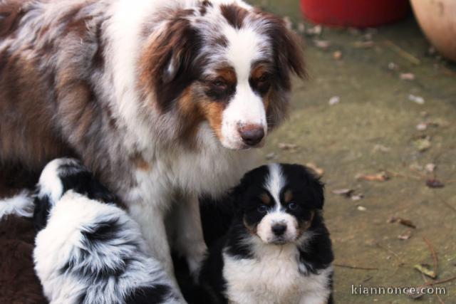 À donner chiot berger australien 