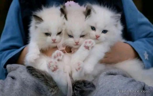 Dons chaton ragdoll femelle et mâle 