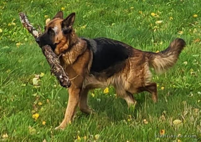 Magnifique chiot type berger allemand 