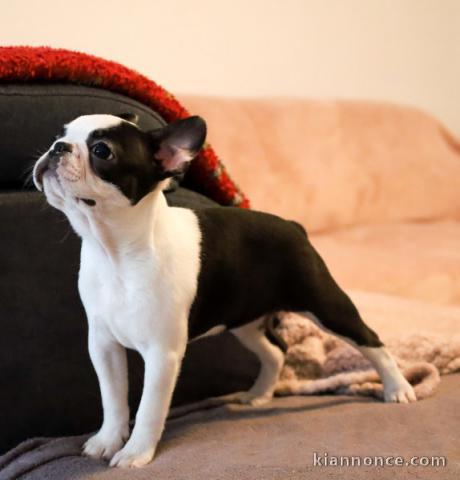Adoption chiot boston terrier 