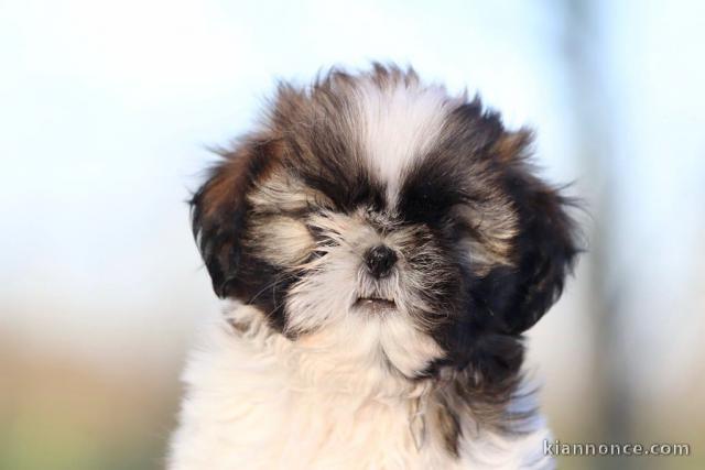 Bébé chiot Shih Tzu a donner 