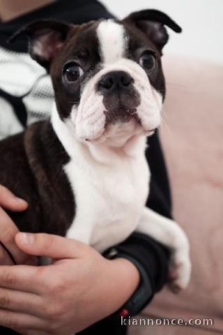 Magnifique chiot boston terrier femelle 