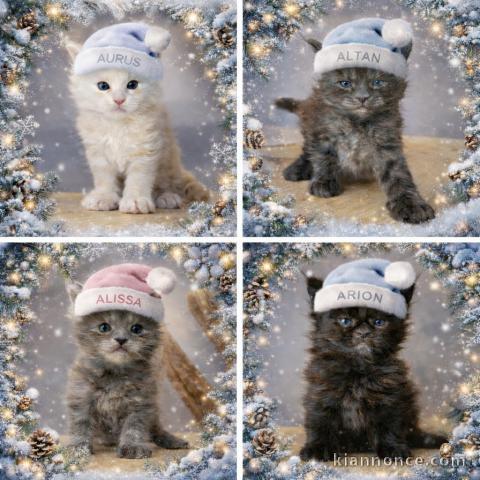Bébé chaton maine coon disponible 
