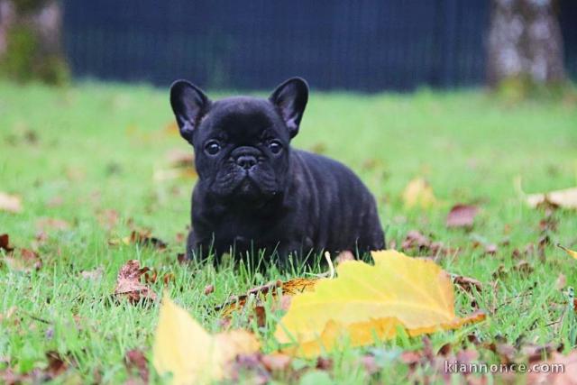 Adorable chiot bouledogue français disponible 