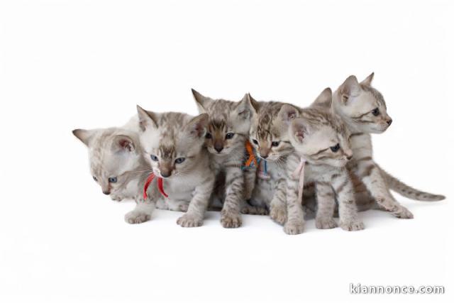 Annonce chaton Bengal disponible 
