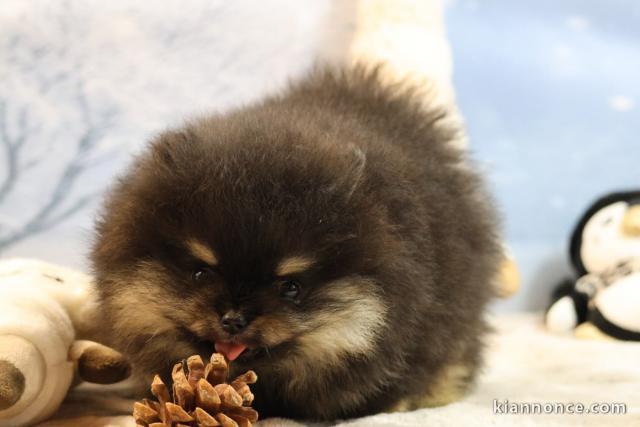 adorable chiot spitz allemand pour compagnie 