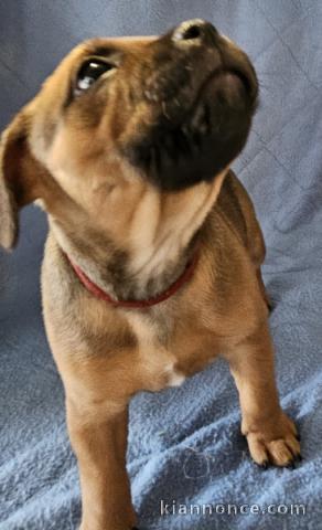 magnifique chiot staffie disponible 