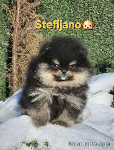 Pomeranian BOO – aspect ours en peluche, Spitz nain