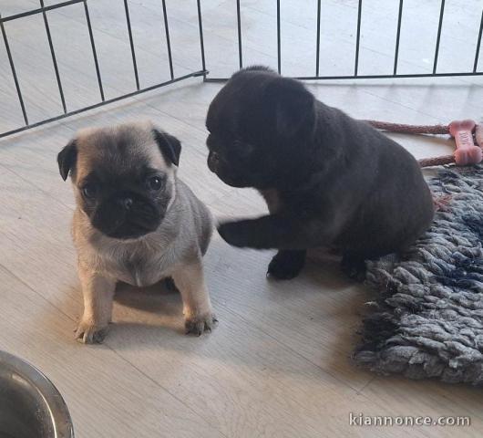 Adorable chiot carlin disponible 