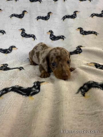 chiot type Teckel disponible 