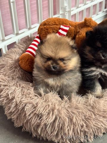 je donne chiot spitz allemand 