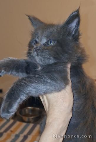 dons chaton maine coon disponible 