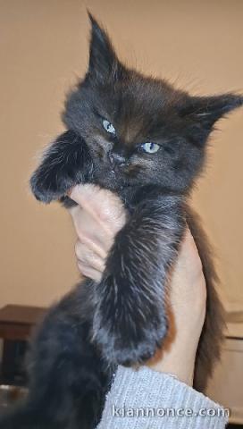 magnifique chaton maine coon adopter 