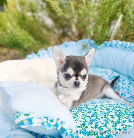 chiot type chihuahua femelle a donner 