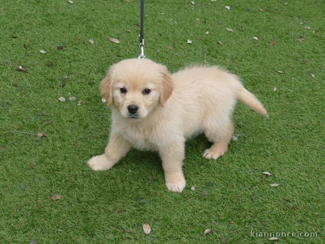 chiot golden retriever mâle a donner 