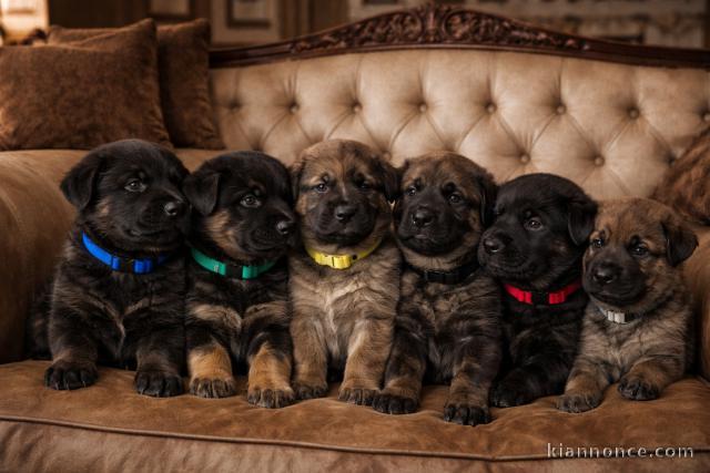 portée des petits chiots berger allemand disponible 