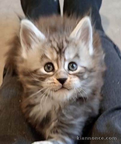 bébé chaton maine coon disponible 