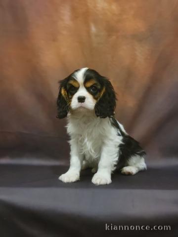 je donne chiot Cavalier King Charle 