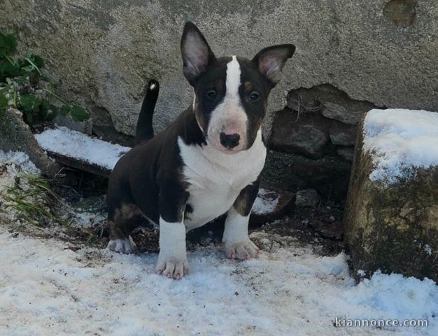 Je donne chiot Bull terrier femelle 