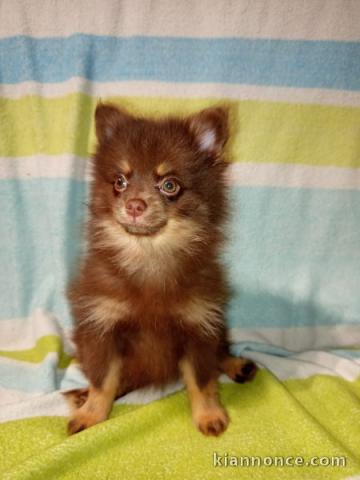 Chiot type Spitz nain disponible pour adoption 