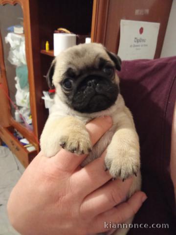 Je donne chiot carlin disponible 