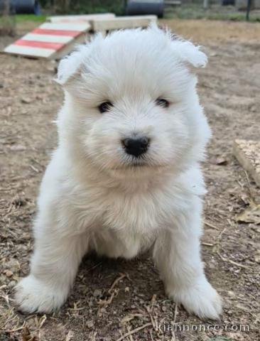 Je donne chiot samoyède 