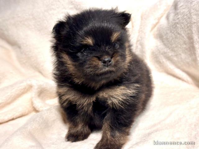 Je donne chiot spitz allemand 