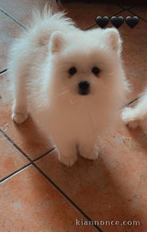 chiot spitz japonais pour adoption 