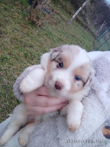adorable chiot berger australien disponible 