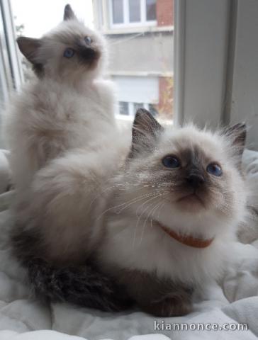 adorable chaton ragdoll femelle et mâle 