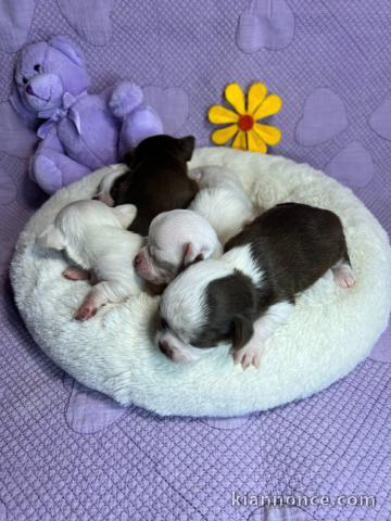 chiot chihuahua femelle et mâle disponible 