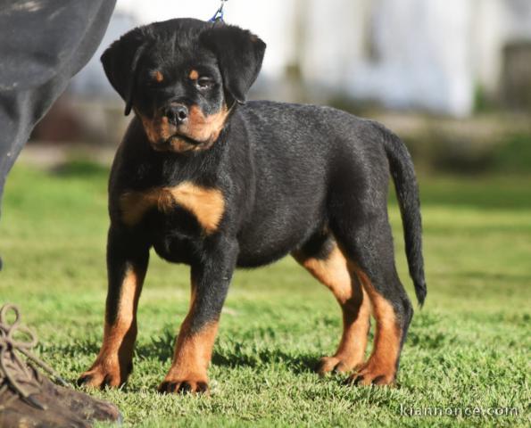 chiot rottweiler à donner 