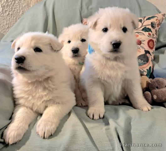 Chiot type berger blanc suisse adoption 