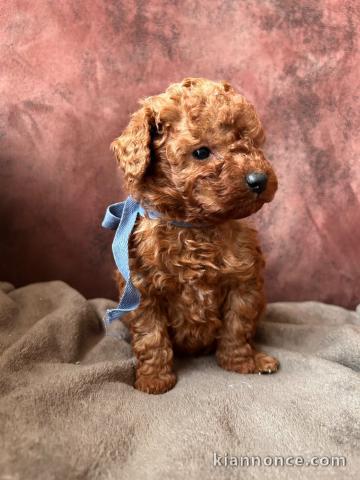 Bébé chiot caniche disponible 