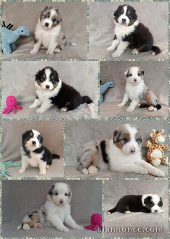 je donne chiot berger australien disponible 