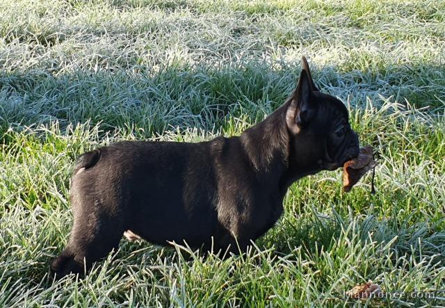 je donne chiot bouledogue français 