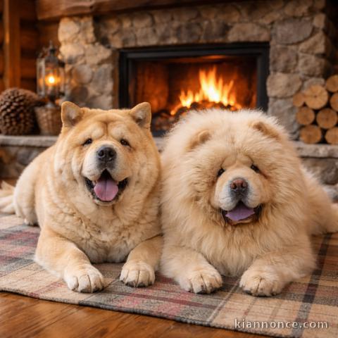 chiot chow chow disponible 