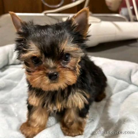 magnifique chiot Yorkshire femelle 