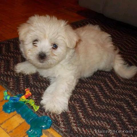 je donne chiot bichon maltais 