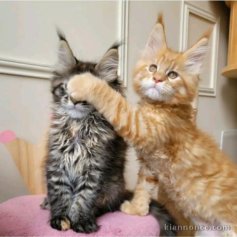 deux chatons maine coon disponible 
